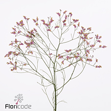 Лимониум Тифани Даймонд 70, шт.