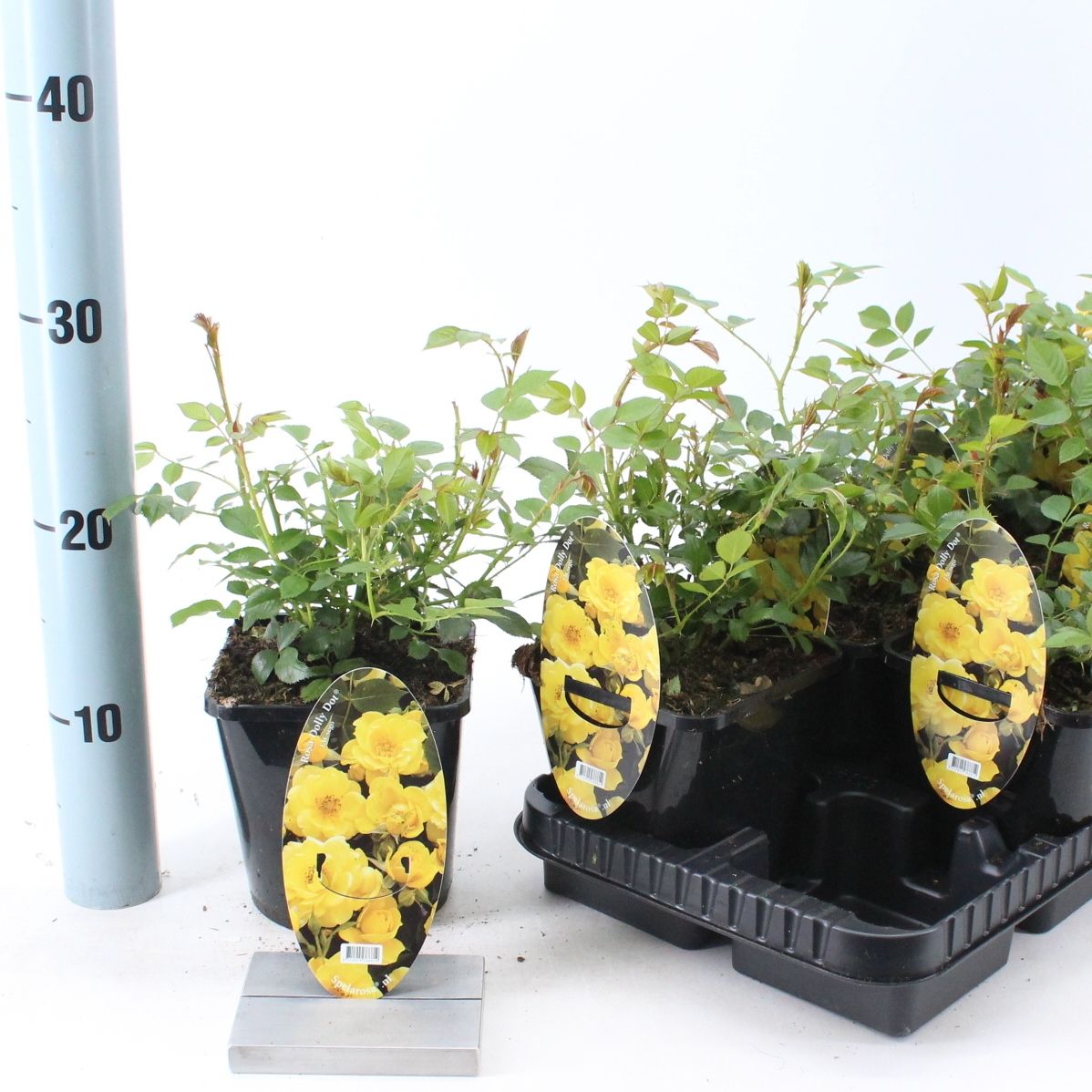 Rosa patio 'Dolly Dot' (Spelarosa Patio), D 14 cm