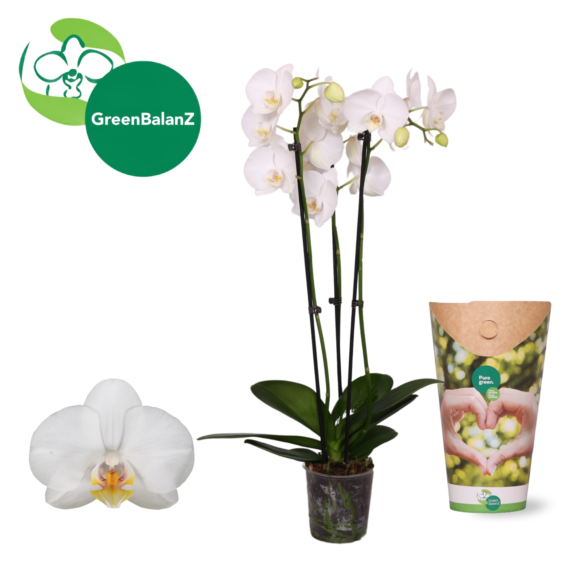 ColorZ - Wit 3 tak 18+/55 in Potcover, D 12 cm