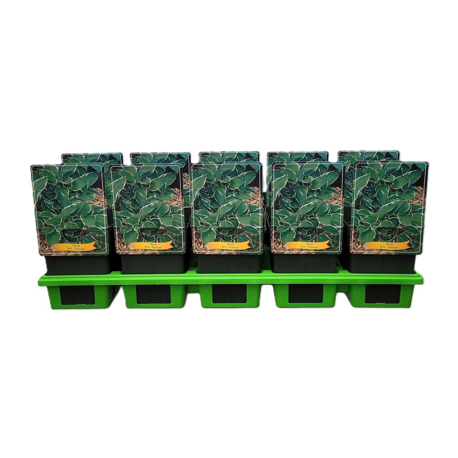 Hosta x fortunei 'Francee' P11, D 11 cm