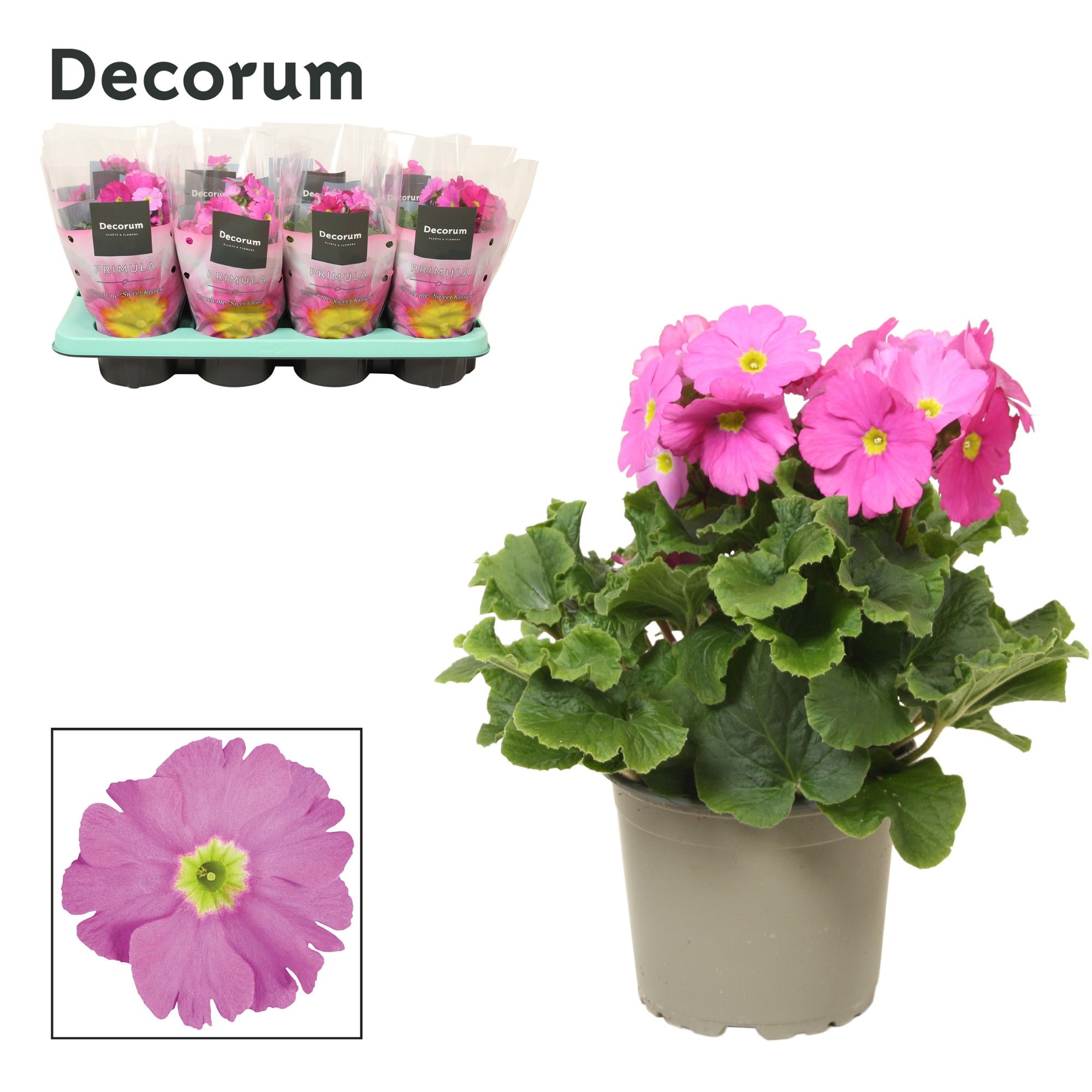 Primula 'Touch Me' Pink | Decorum, D 12