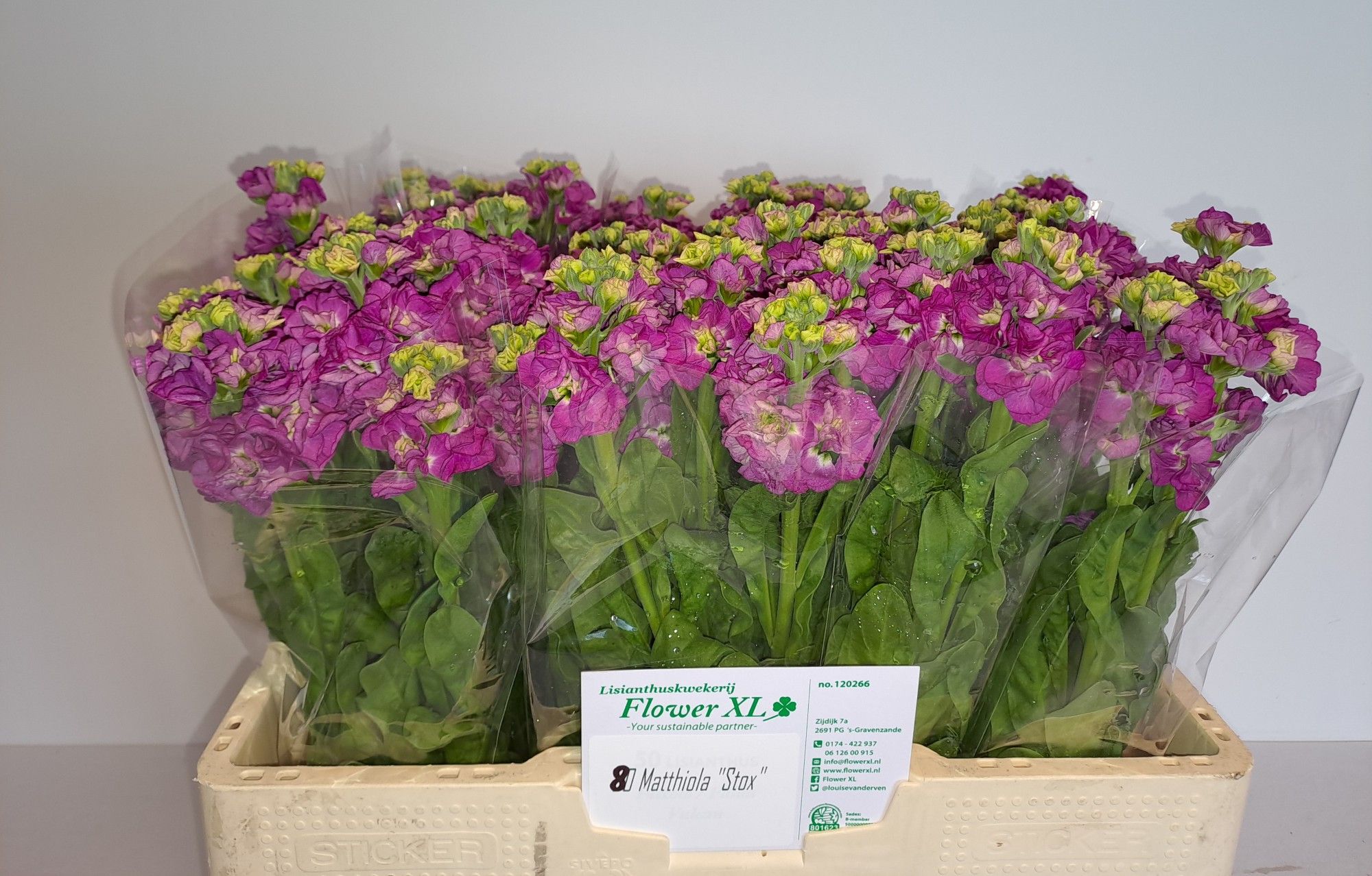 Маттиола од. Стокс Дип Роуз 55, шт.