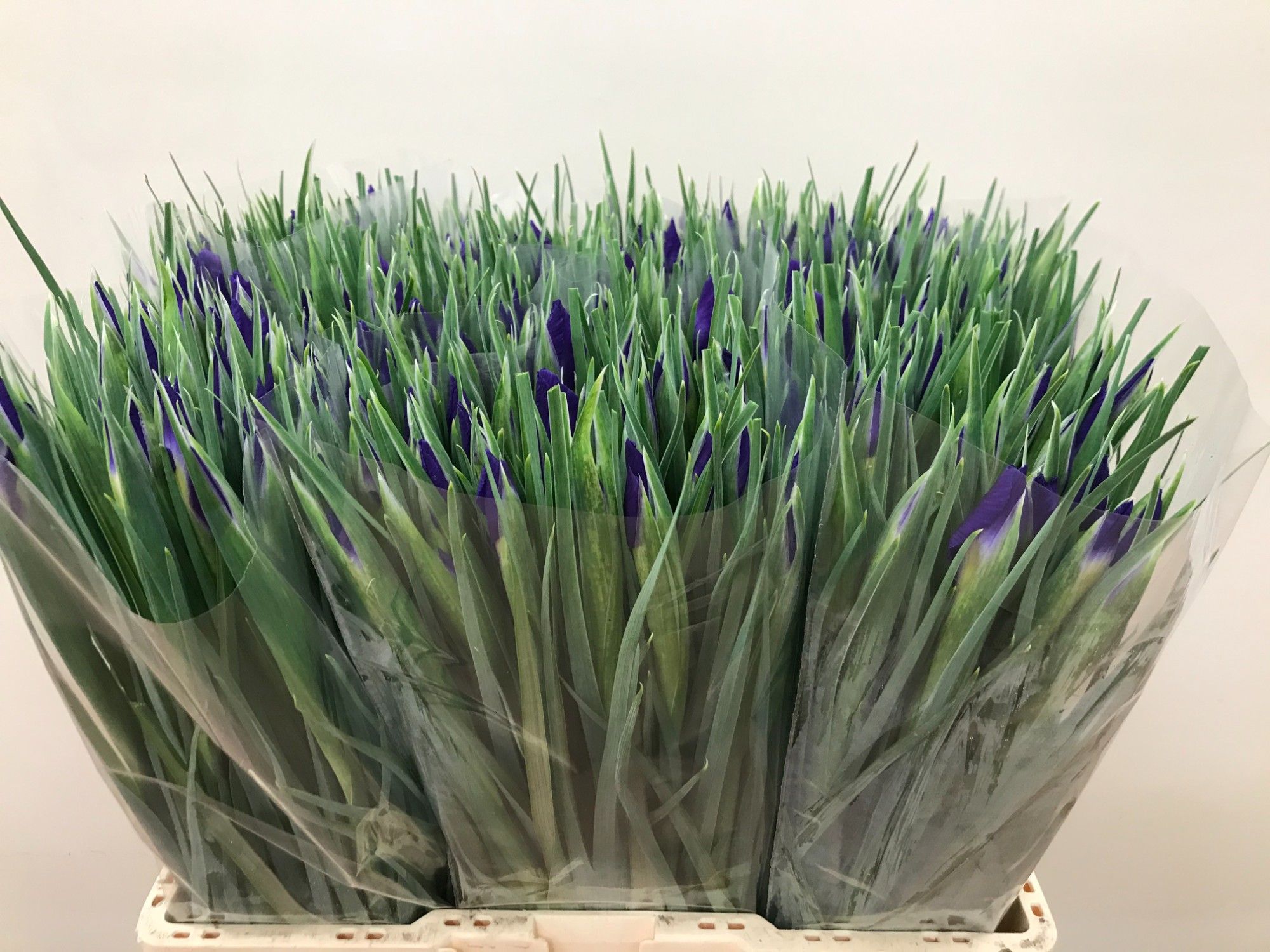 Ирис Блю Мэджик (син.), шт.