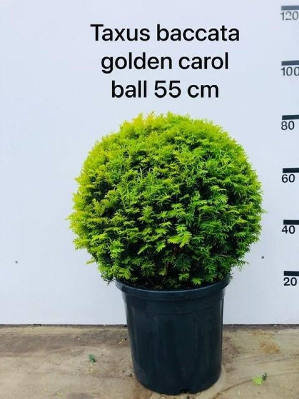 Taxus b. 'Golden Carol', bol, D 48