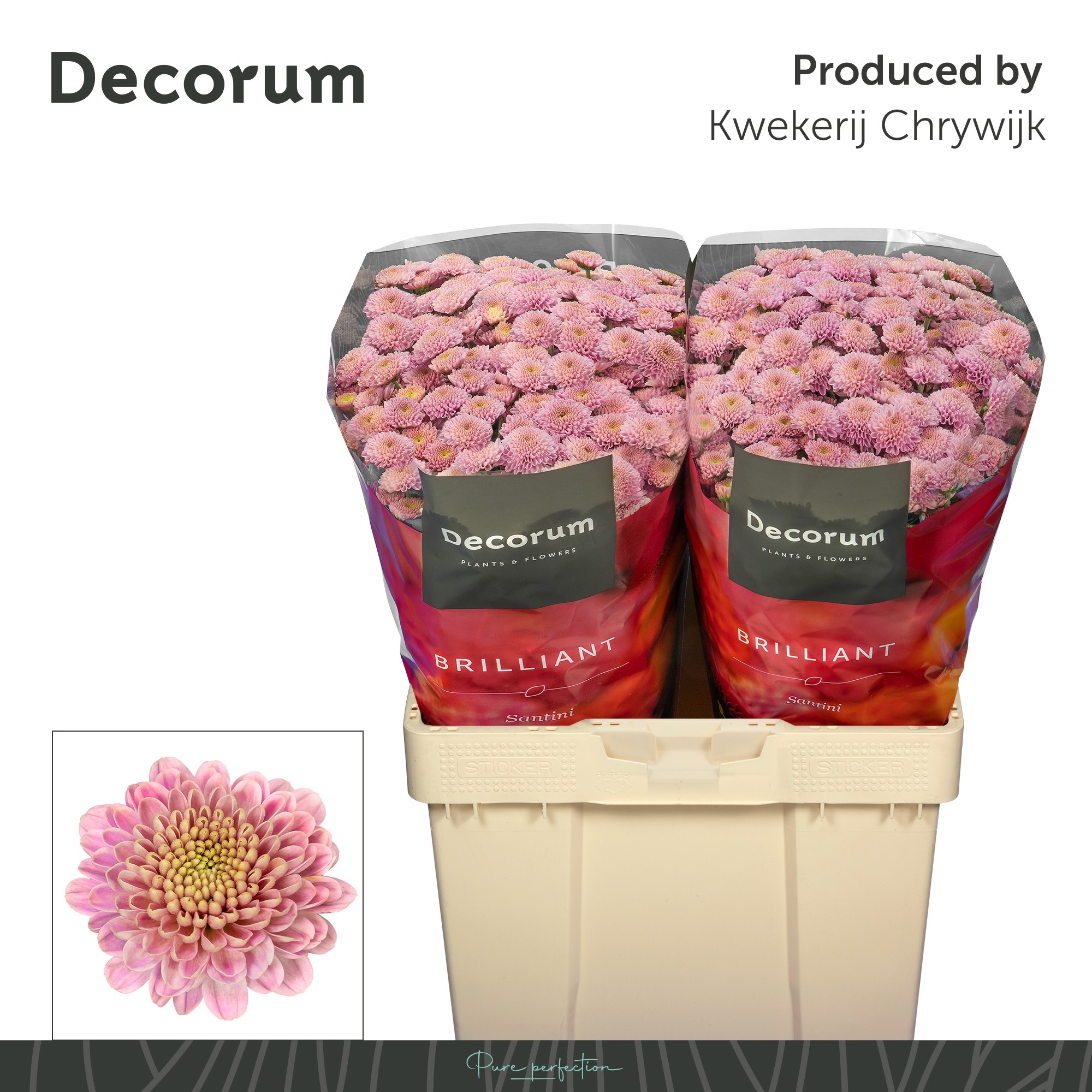 Сантини Эллисон Свит (светло-роз.), шт.