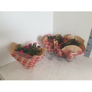 Pot 13 cm Azalea in hartjeshoes, D 13 cm