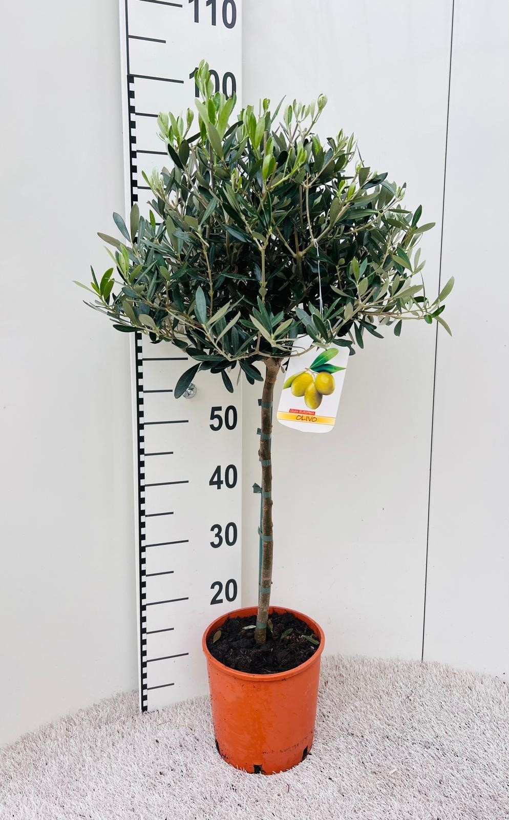 Olea europaea on stem, D 19