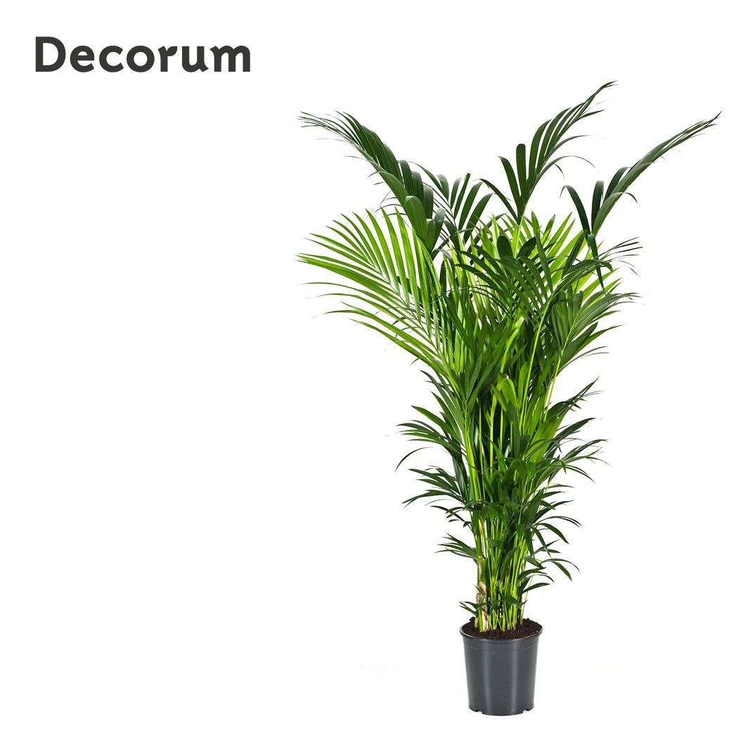 Howea forsteriana 200cm (Kentia) Decorum, D 32