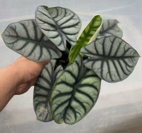 Алоказия 120 вайт райносерос 12 25