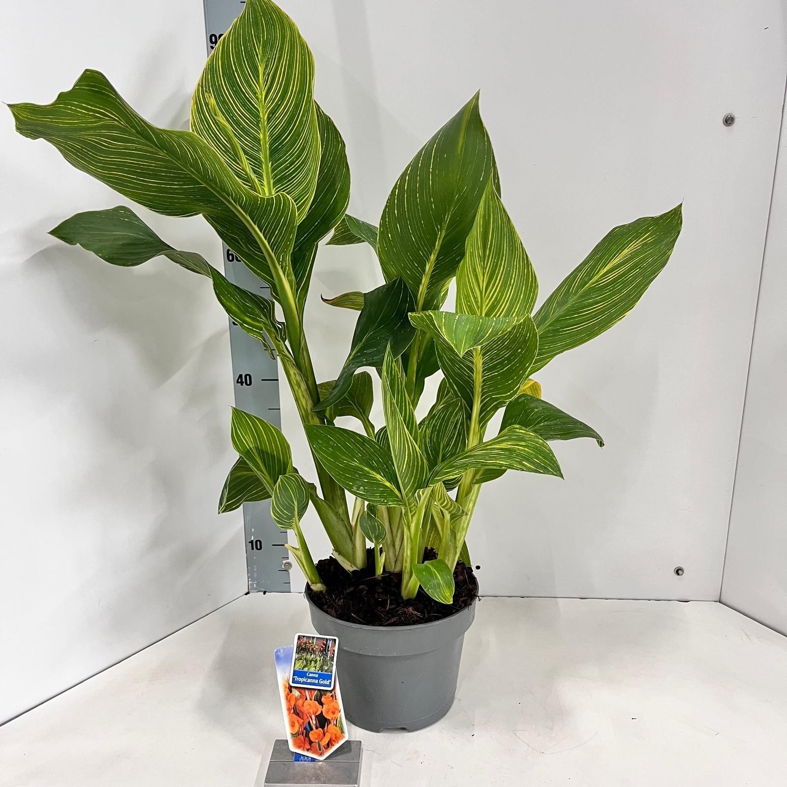 Canna Tropiccana 'Gold', D 23 cm