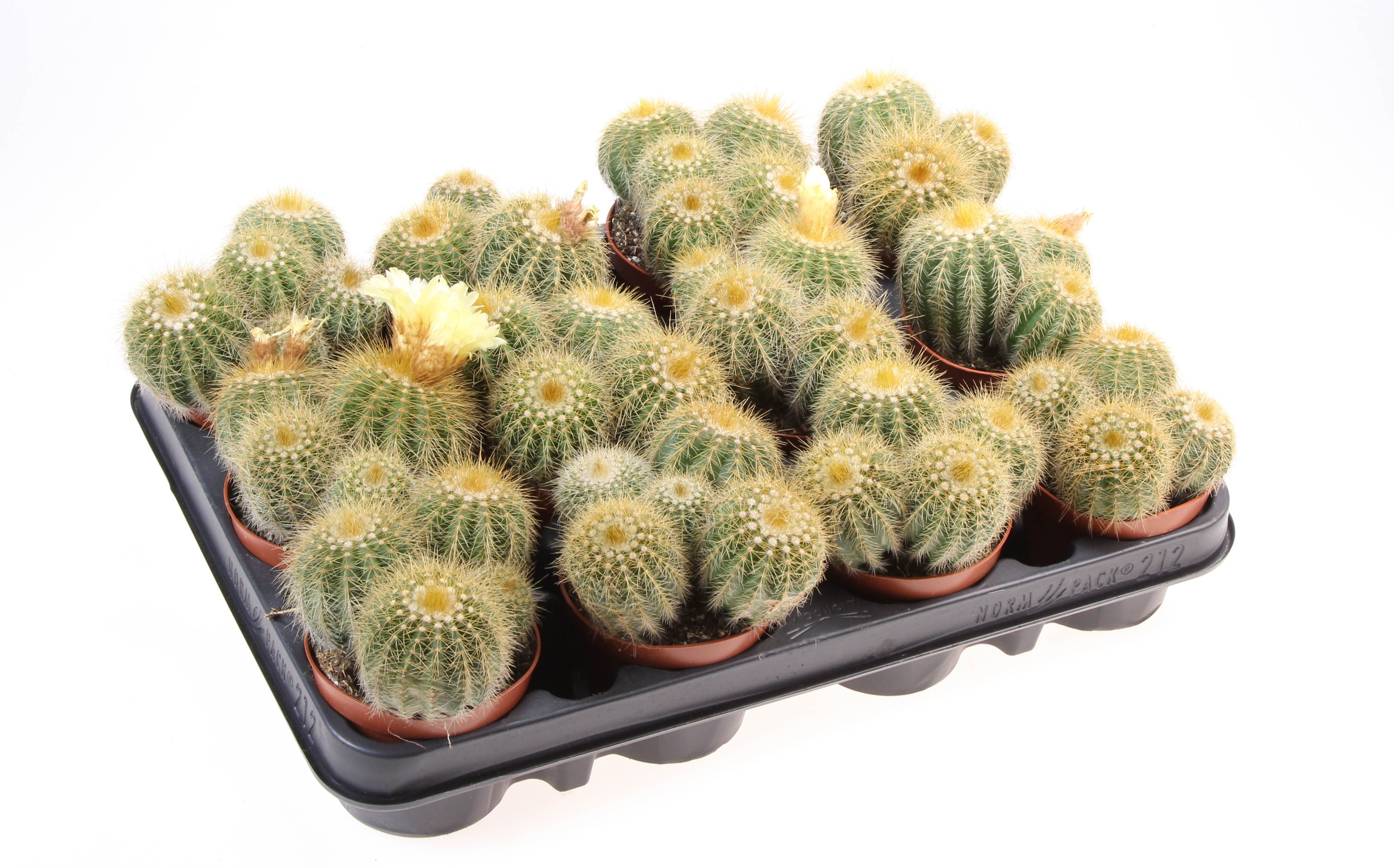 Notocactus magnificus, D 8,5