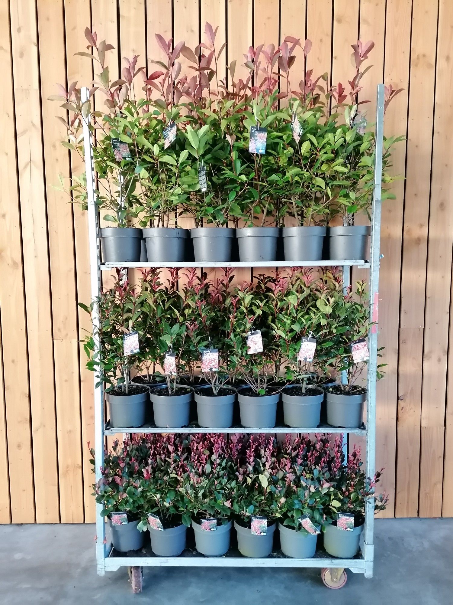 Photinia C5 Mix, D 23