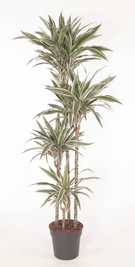 Dracaena White Stripe 120-90-60-30, D 27