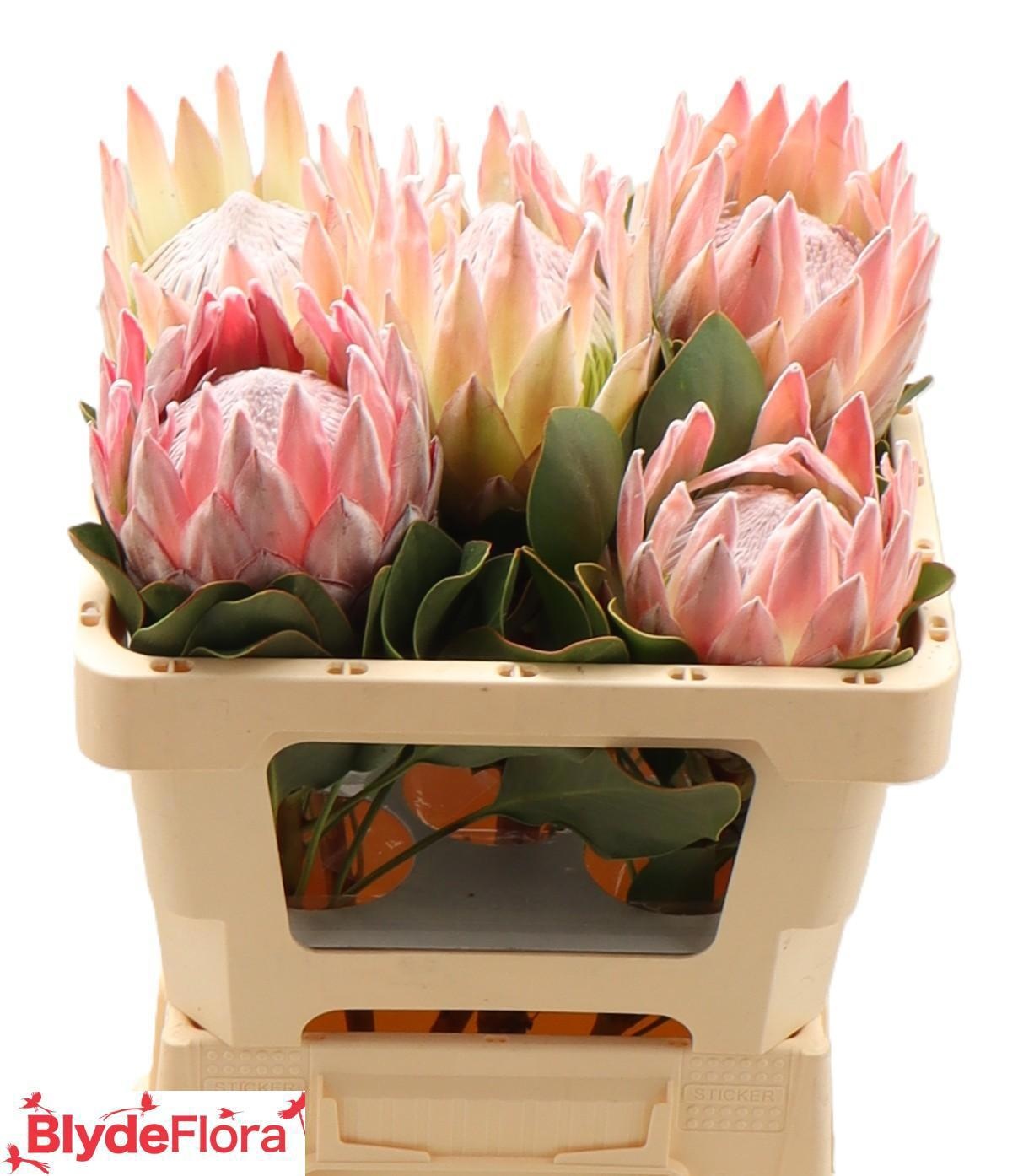 Протея Цинароидес 50, шт.