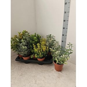 839 KR : Pot 13 cm Euonymus mix 4 soorten per tray, D 13 cm 839 KR : Pot 13 cm Euonymus mix 4 soorten per tray, D 13 cm