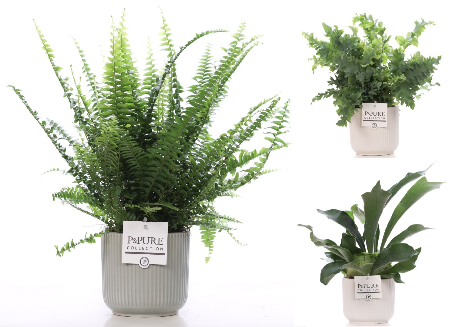 Varens gemengd in P&PURE Sophie ceramics ass.2, D 12