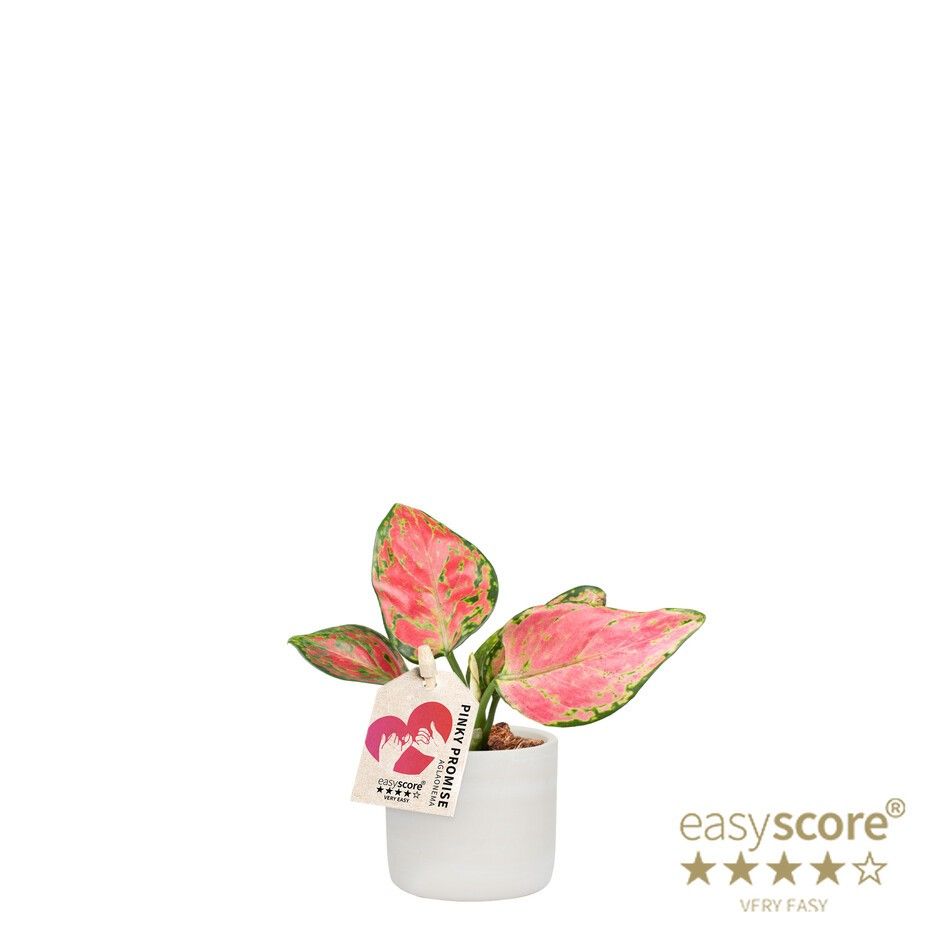 Raw Grey, Aglaonema ´Pinky Promise`, D 7