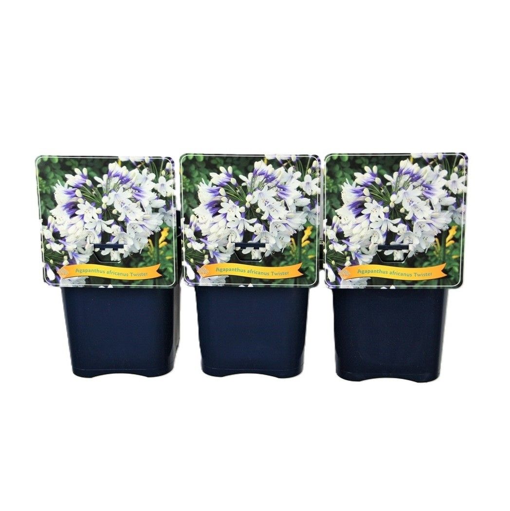 Agapanthus africanus 'Twister' C5, D 21