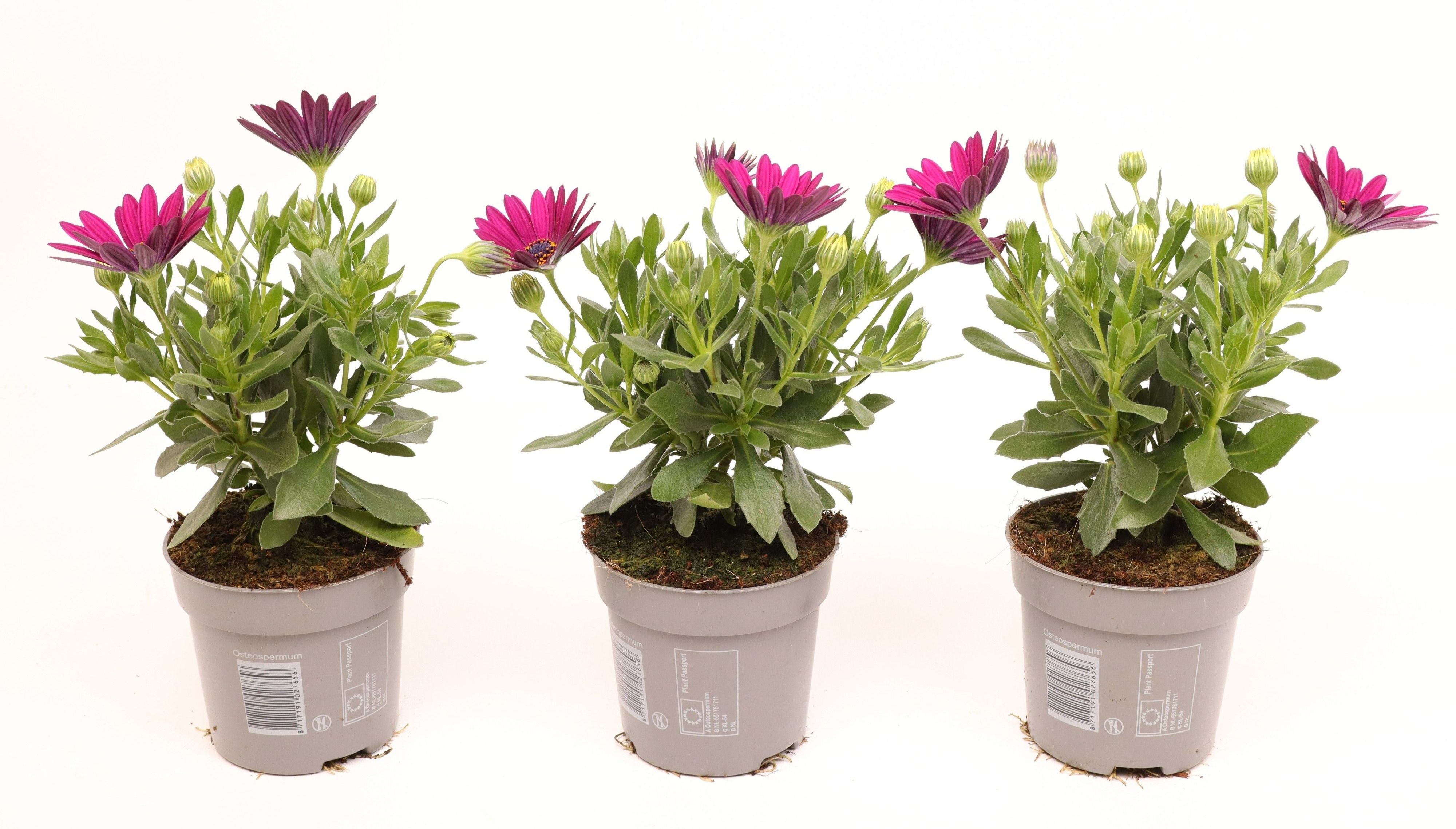 Osteospermum Purple, D 10,5