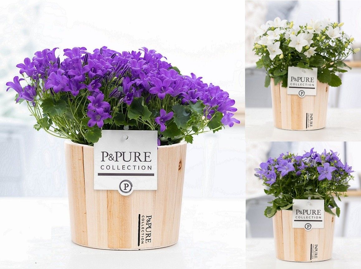 Campanula Mix Pure Wood, D 14