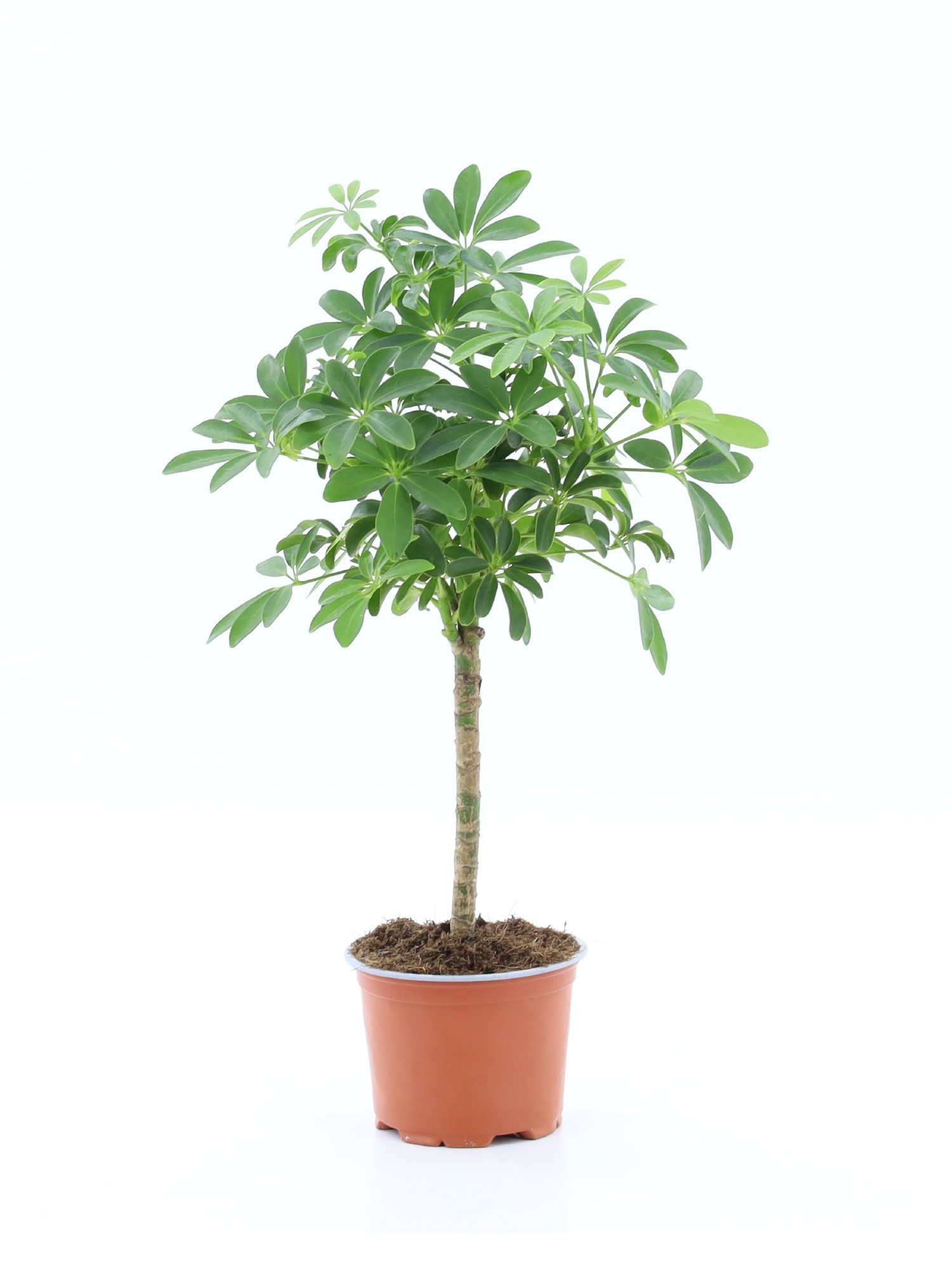 Schefflera Luseana 1 stam per pot, D 12 cm