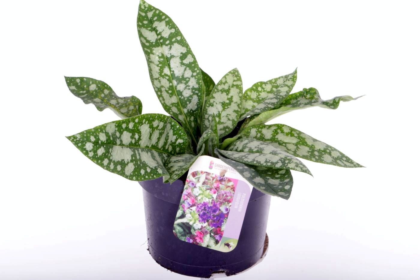 Pulmonaria longifolia Majest�, D 17