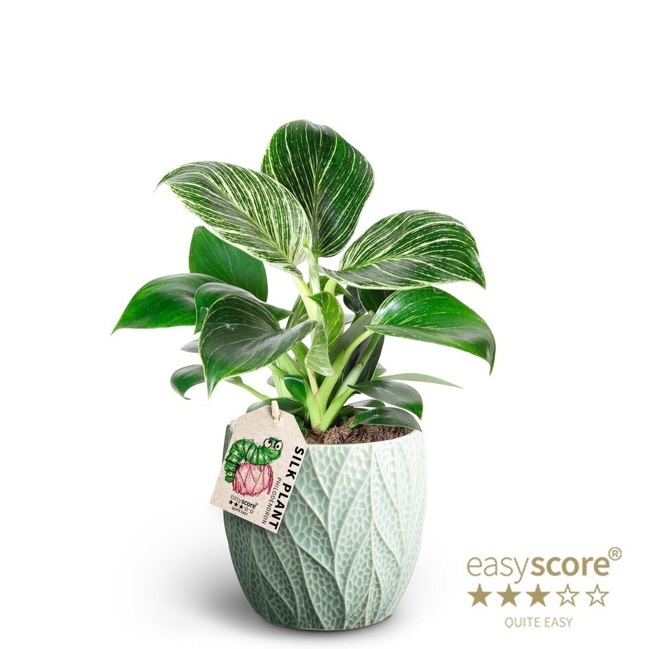 PHILODENDRON-HYBRID 41126035 Leaf Ocean Wh. Measur, D 11 cm