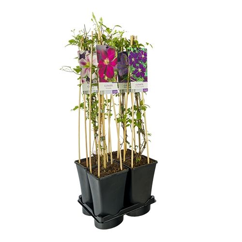 Mixtray Clematis +light label, D 17