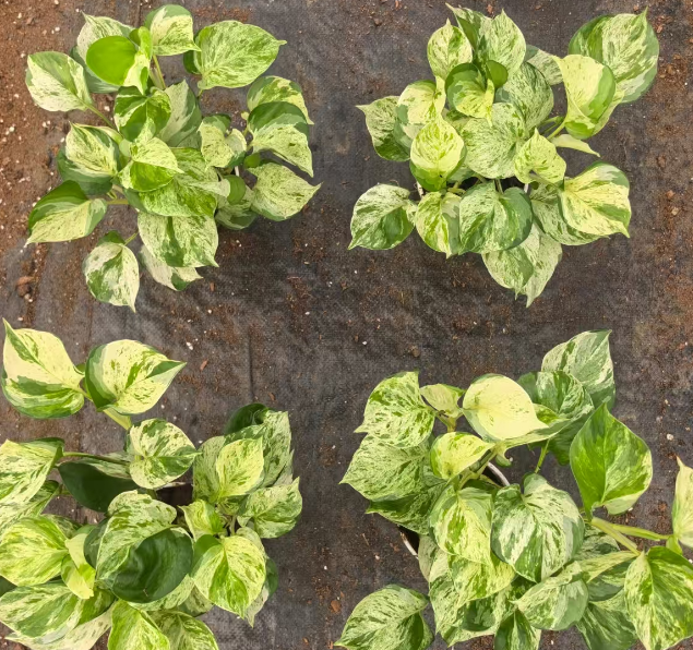 Филодендрон 0.3 галлон оф Хэппи Лифс 12 30