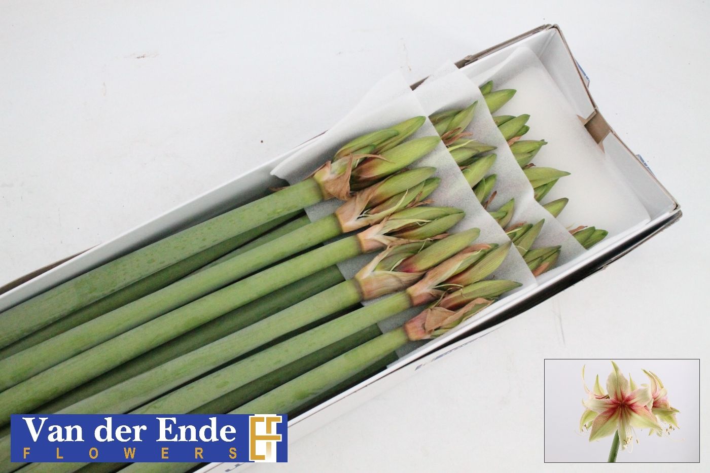 Амарилис Дэнс Вэлли (зел.) x18, шт.