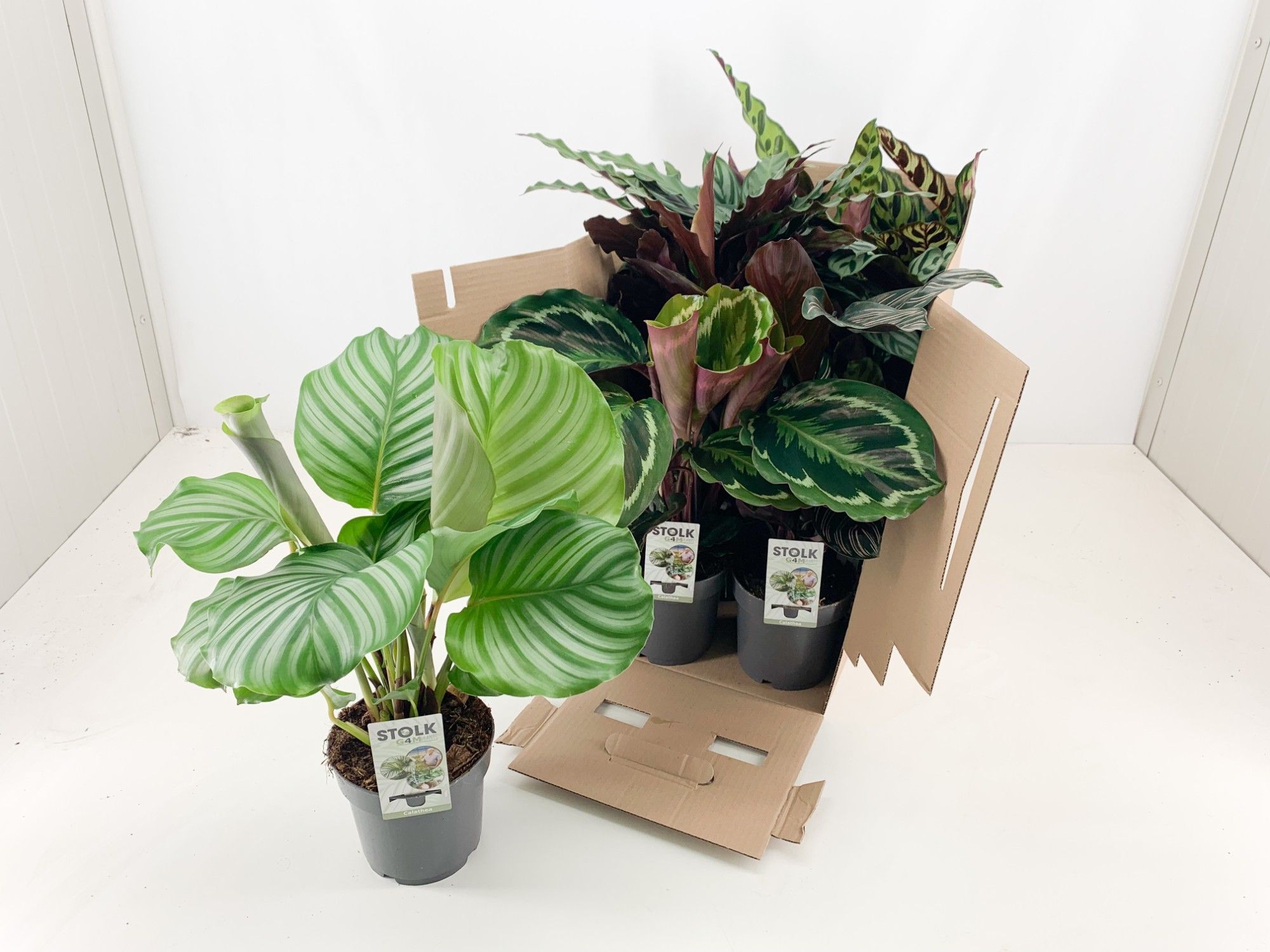 Calathea 14cm 4/5 soorten mix zonder hoes, D 14