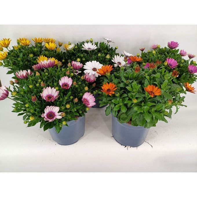 759 SV : Pot 19 cm OSTEOSPERMUM mix colors, D 19