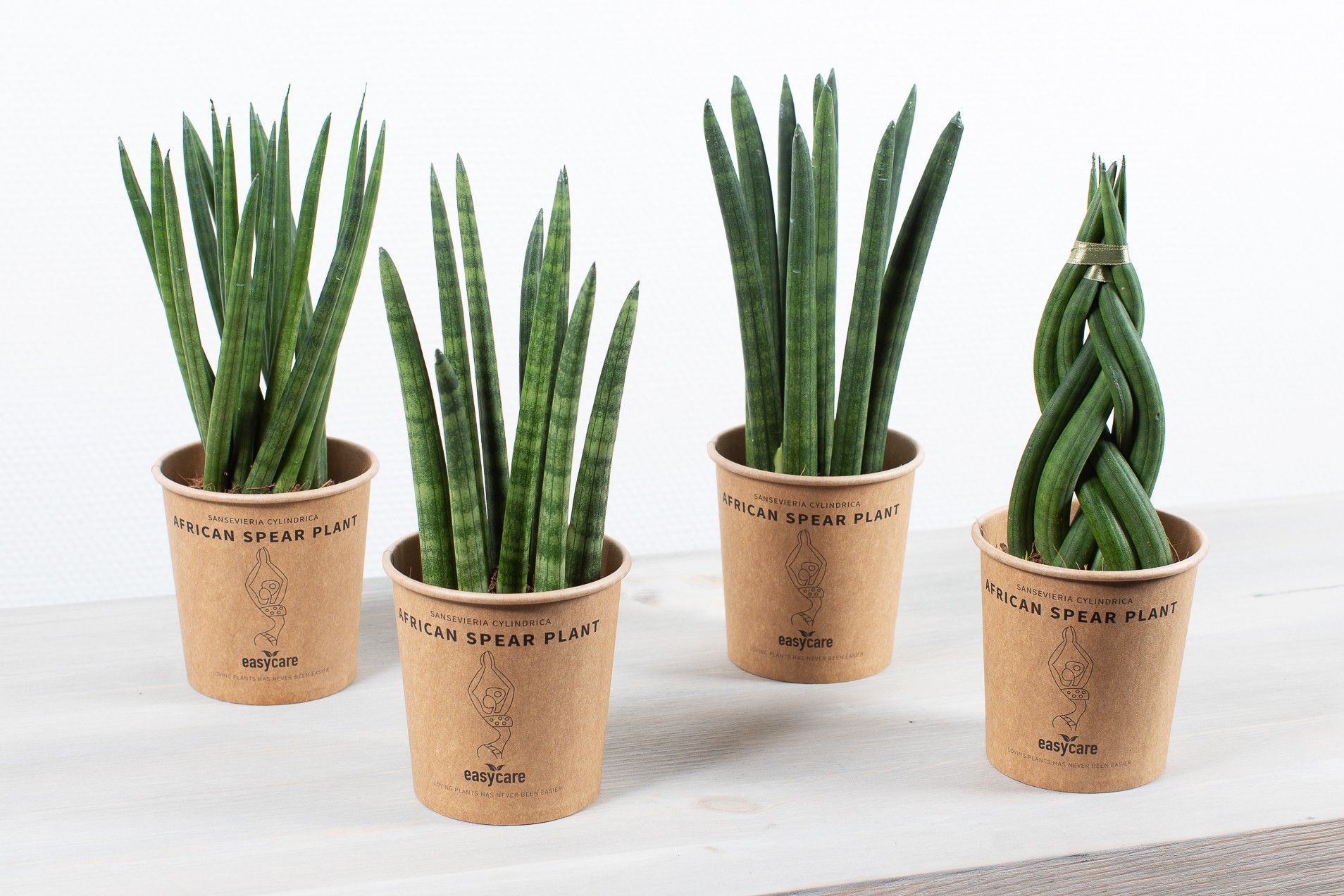 Paperpot Creation, 9 cm, D 9