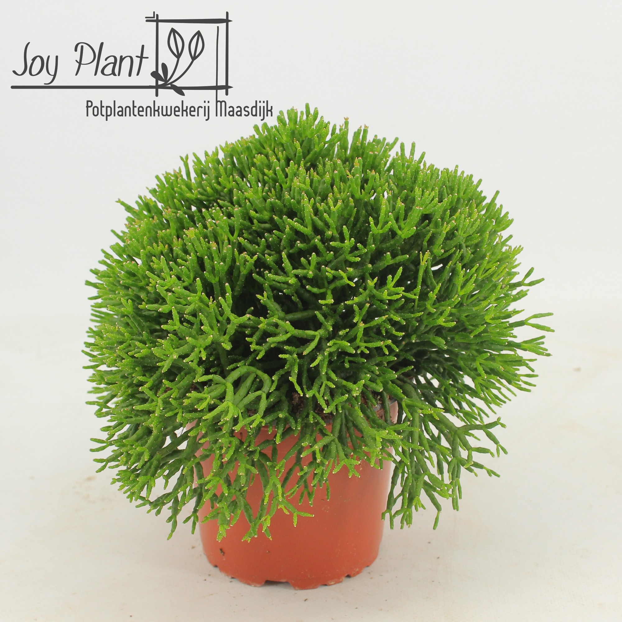 Rhipsalis Hatiora p12 zonder etiket, D 12