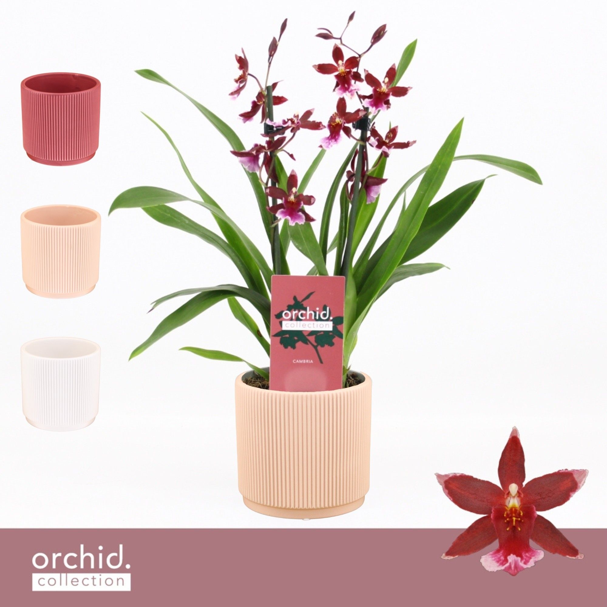 Barrocco Red, 2-spike Compact in Horizon Ribble 'Orchid Collection', D 12