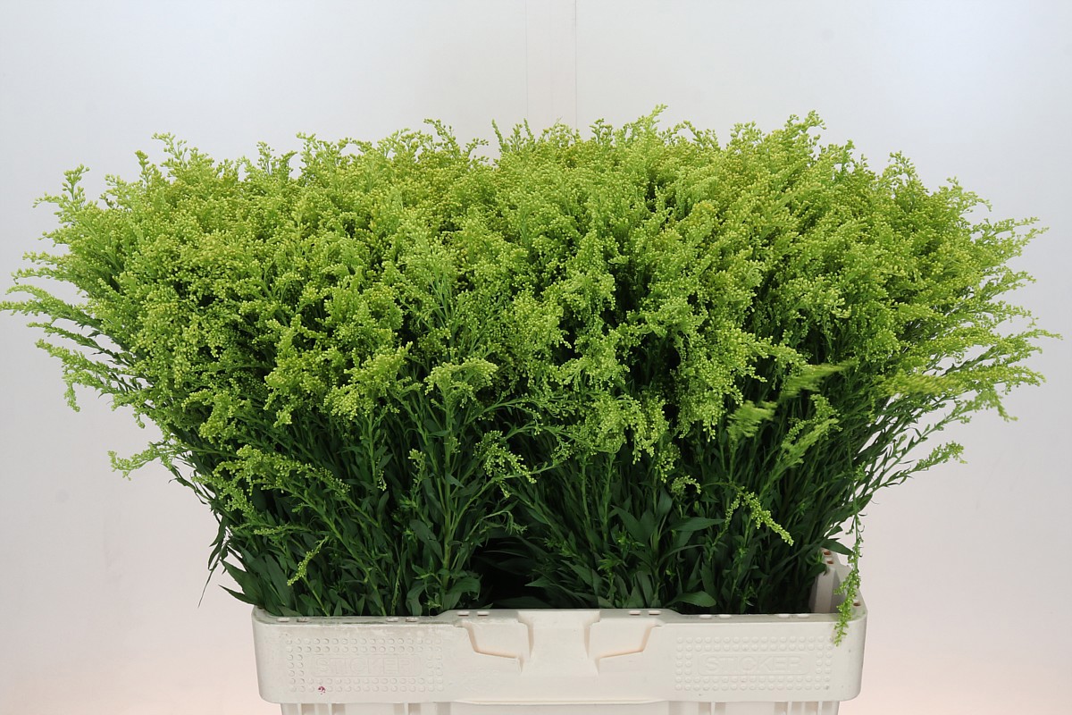 Солидаго Барехт 60, шт.