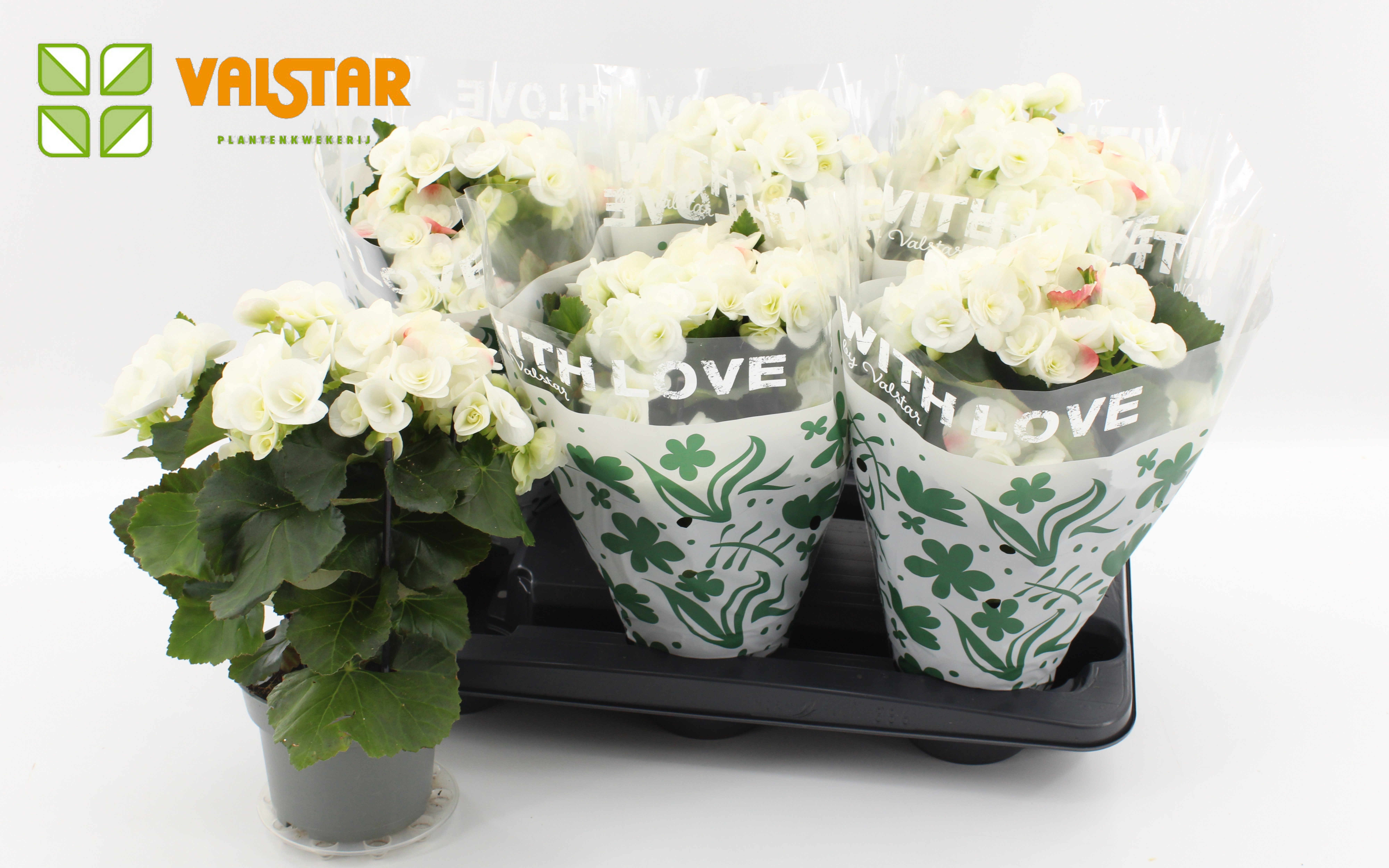 Begonia 13cm With Love by Valstar hoes White, D 13