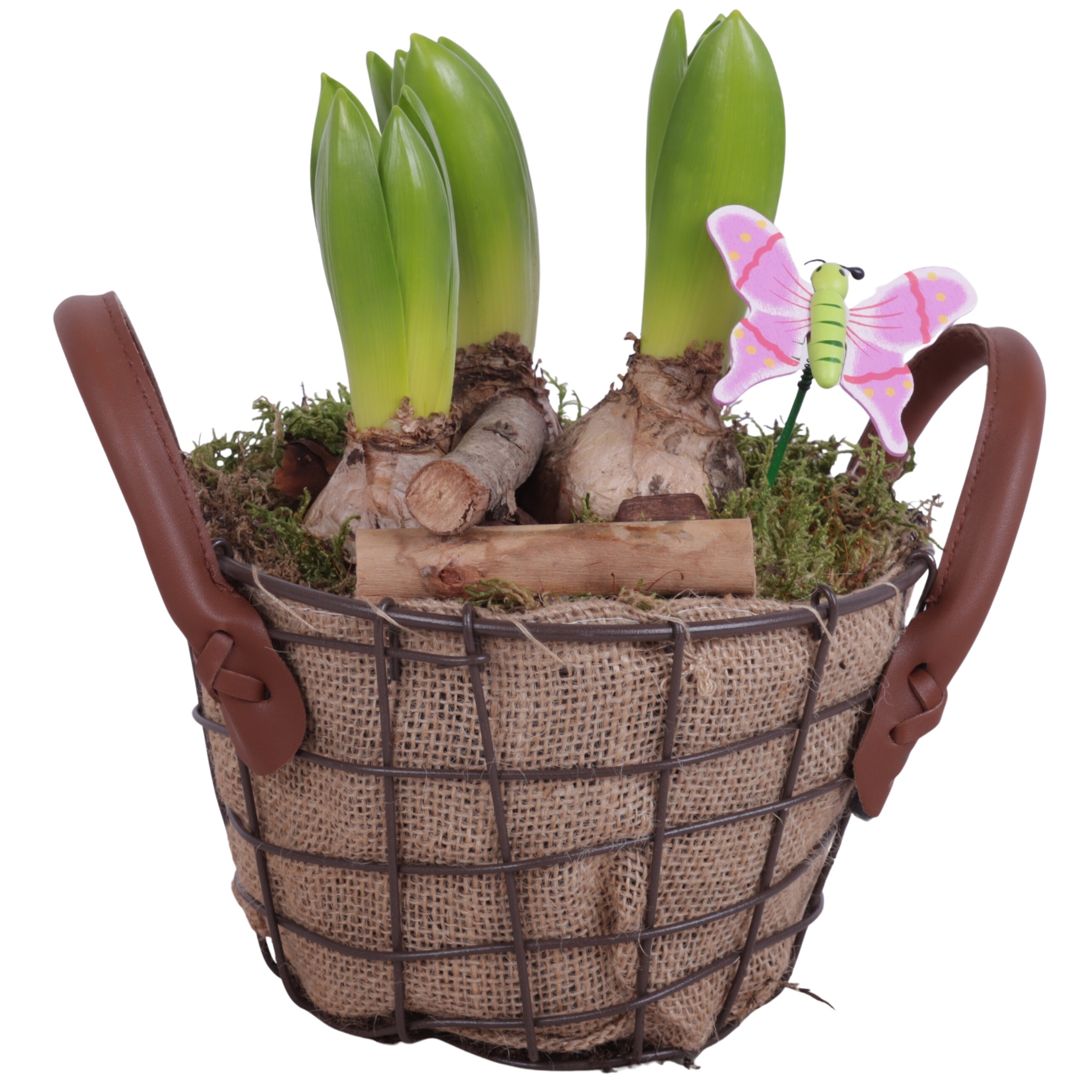 Bulbs Arr. Hyacint Metal Wire Basket Jute Ø17cm, D 17