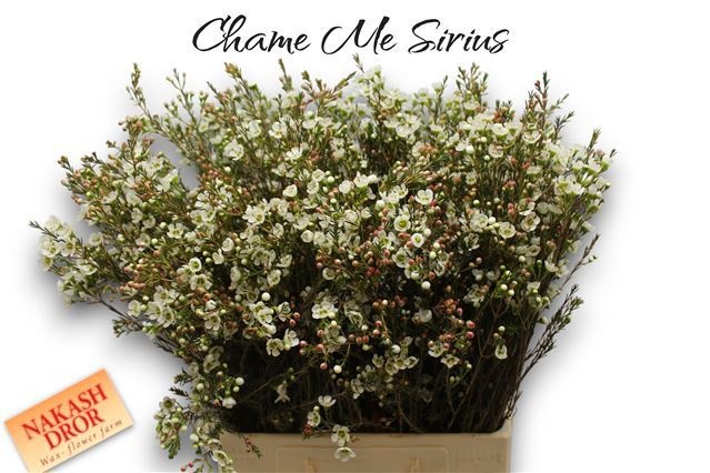 Шамелациум Сириус 70, шт.