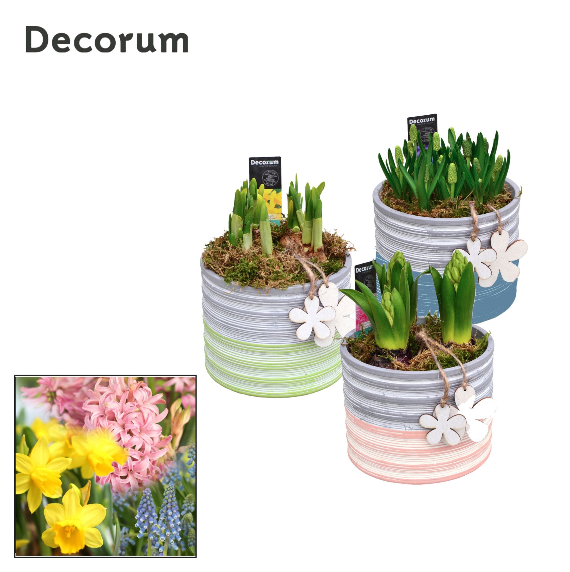 Bollenmix Pastel Maxi HL19483B, D 13