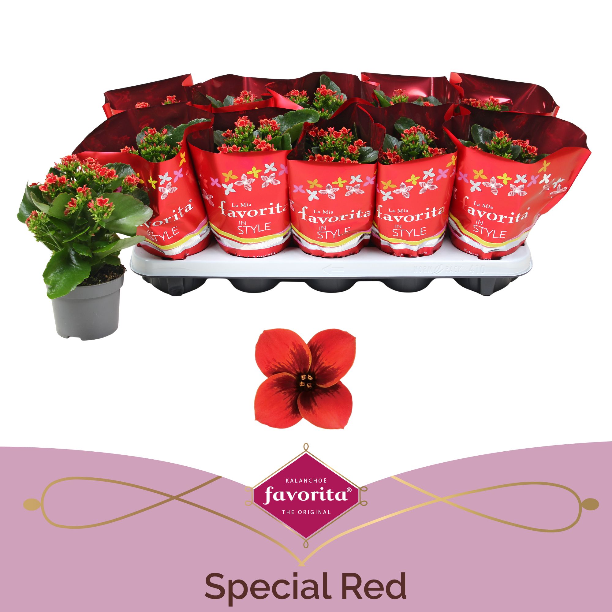 Kalanchoë Favorita Special Red, D 10,5