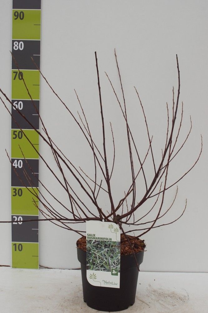 Salix rosmarinifolia C 4,6, D 23