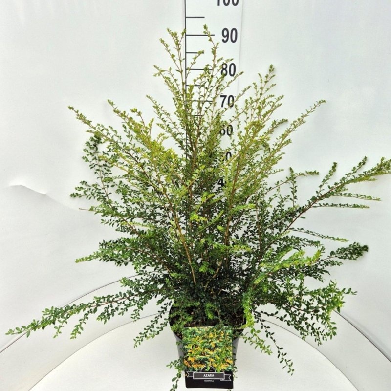 Azara microphylla, D 29 cm