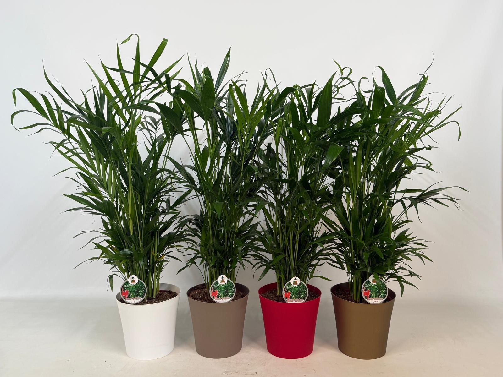 Chamaedorea Cataractarum 'Catpalm' P20cm-H90cm in gekleurde overpotten, D 20