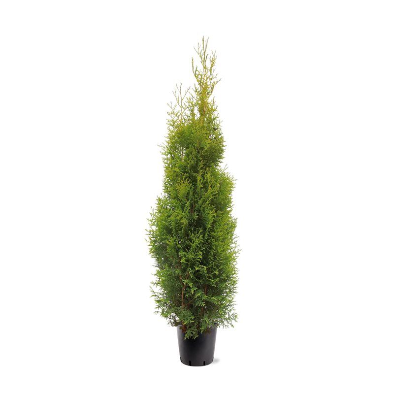 Thuja occidentalis 'King of Brabant' (pbr) (zonder etiket), D 28