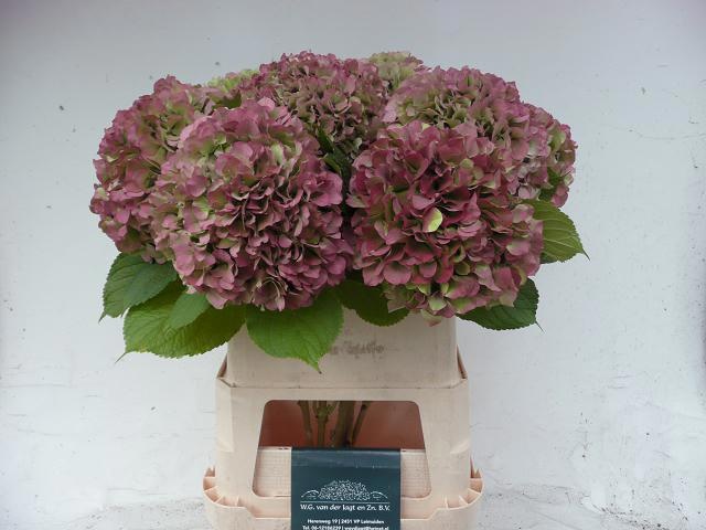 Гортензия Трэнди Классик 85, шт.