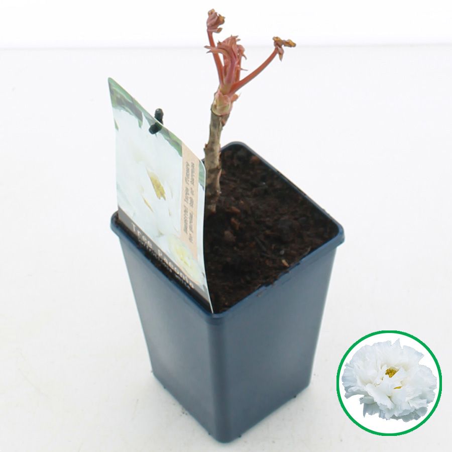 Paeonia suffruticosa Wit C1.5 (15cm.), D 15