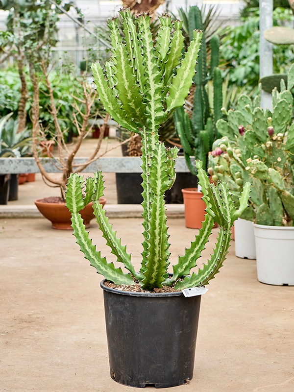 Euphorbia lactea, D 30
