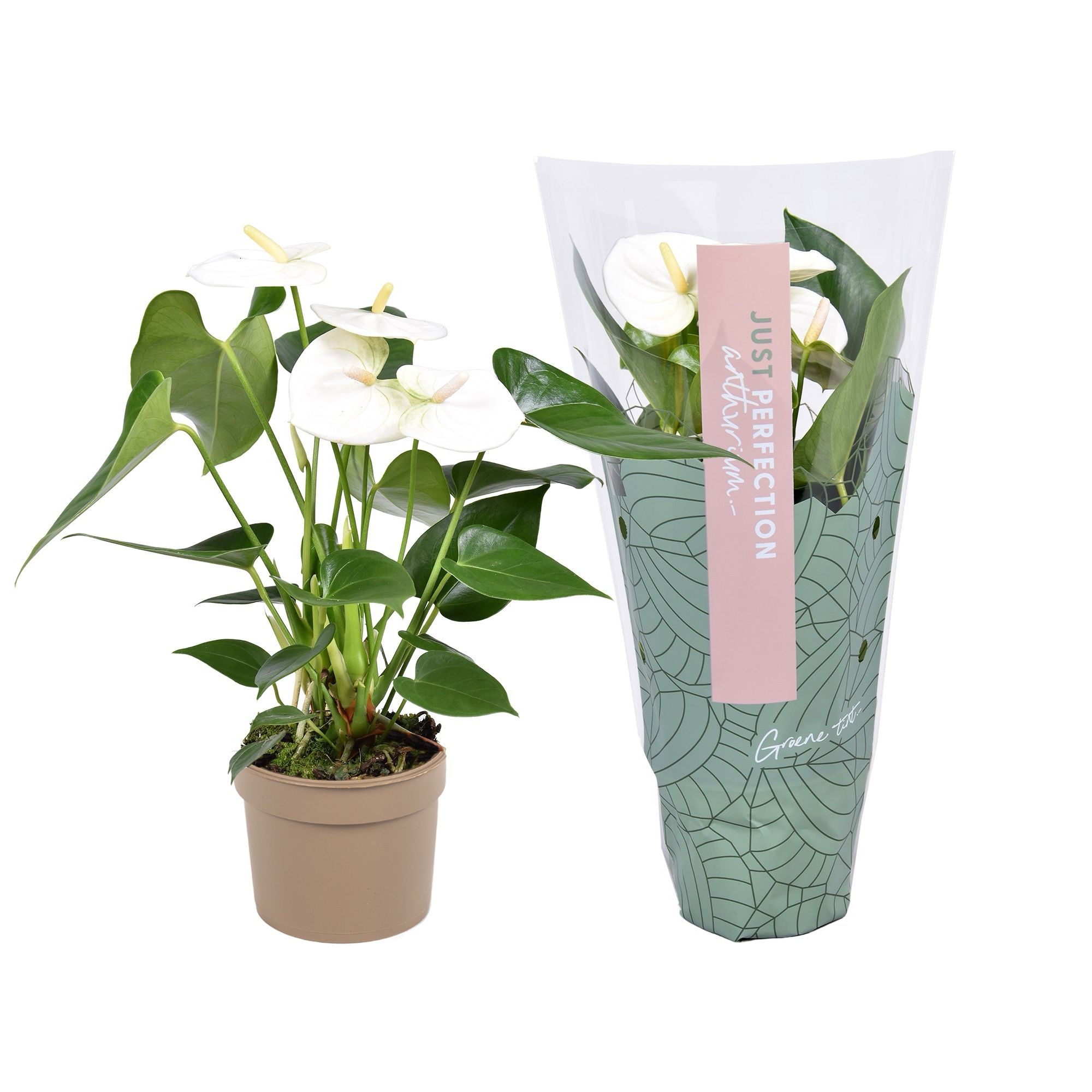Anthurium Namora ''Just perfection®'' (XL-Flowers), D 9