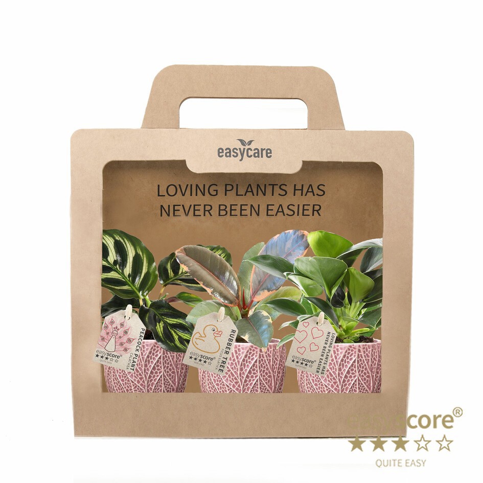 GREEN MIX 40690118 Leaf Rosa 3-pack, D 7 cm